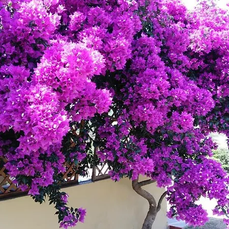 فندق مبيت وإفطار Calata Di 3*